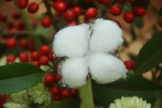 花白棉花