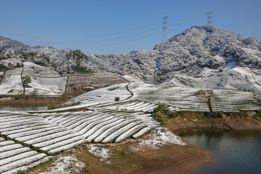 雪后茶园