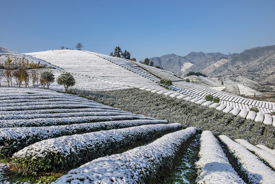 雪后茶园