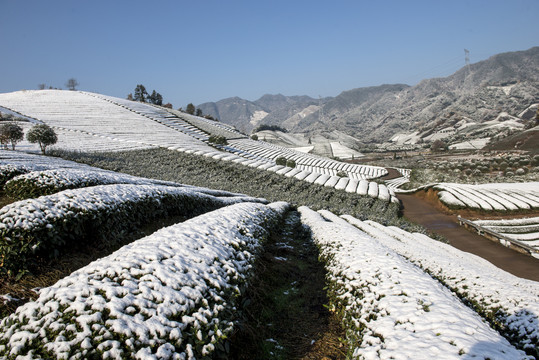 茶园雪景