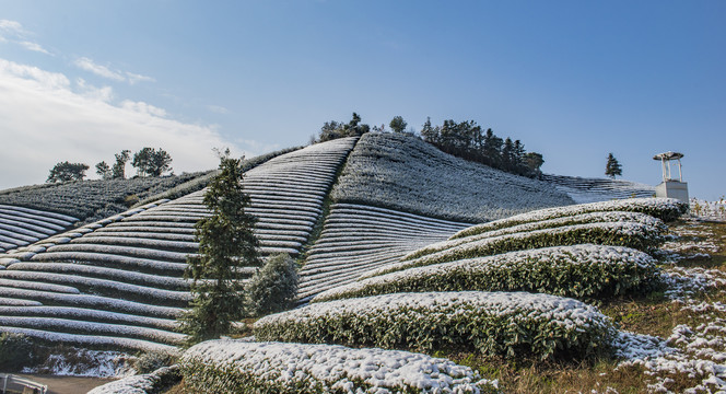 茶园雪景