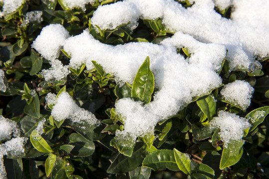 大雪覆盖下的茶叶