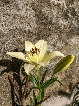 夜间盛开的百合花