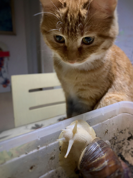 盯着白玉蜗牛的小橘猫