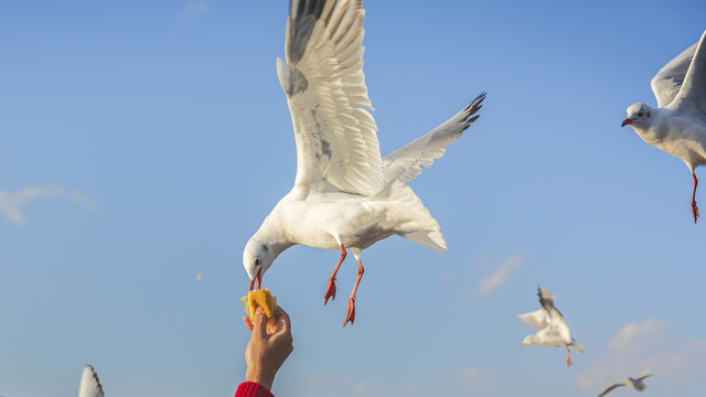 云南昆明滇池海埂大坝飞翔的海鸥