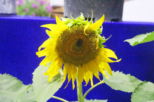 太阳花花瓣