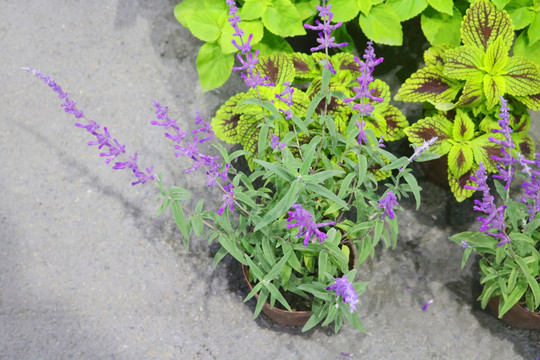 紫色花盆栽