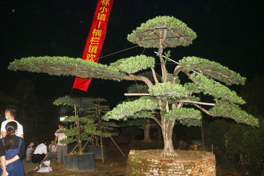 中山市花木树木花朵