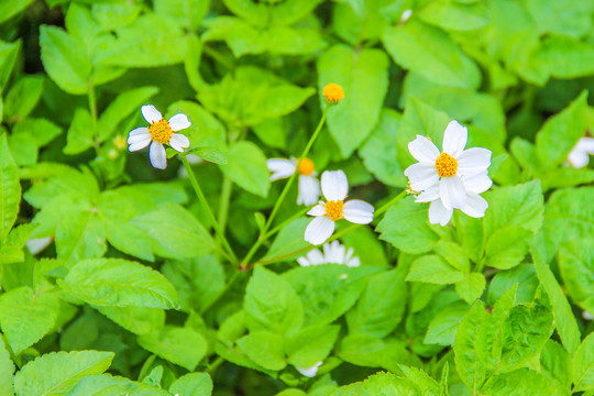 白花鬼针草