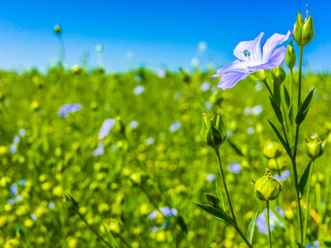 亚麻花