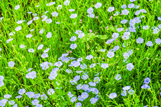 胡麻花