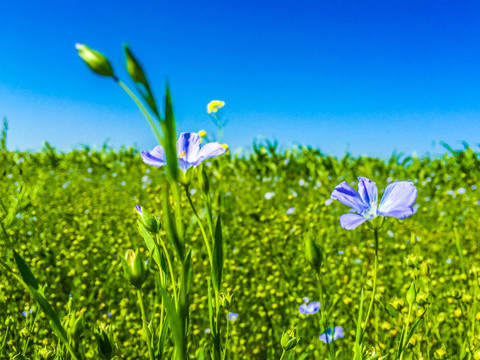 胡麻花