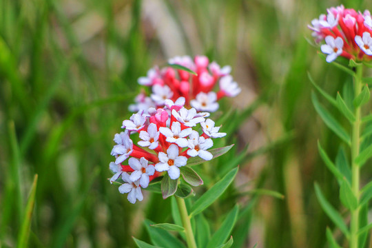 狼毒花