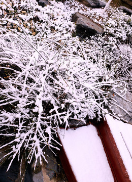 南国初雪后的树挂美景摄影图