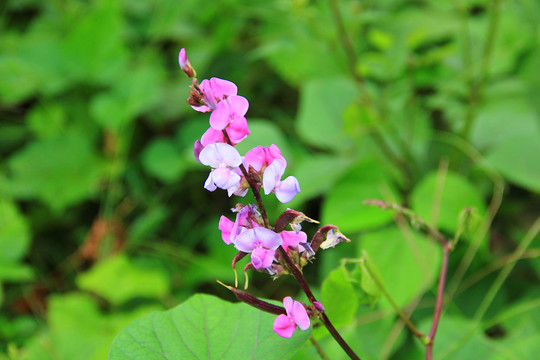 豆角花