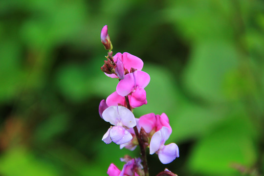 豆角花