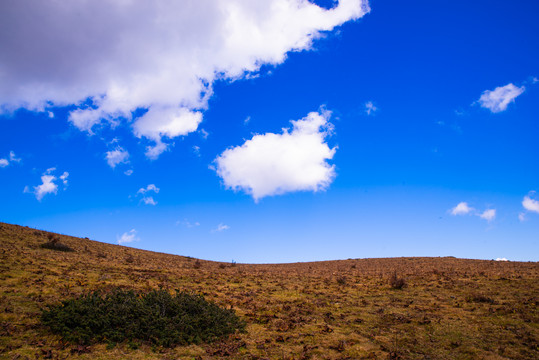 高山草原风光