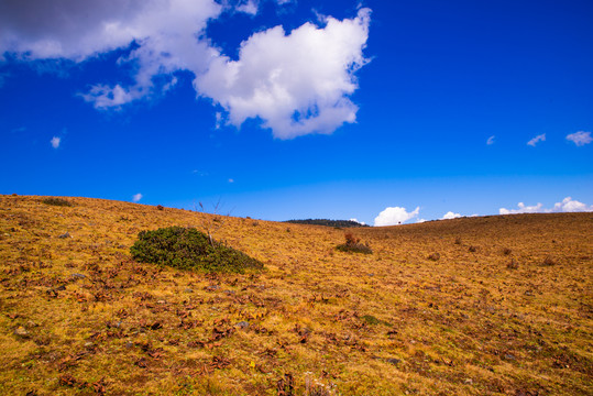 牦牛坪高山牧场