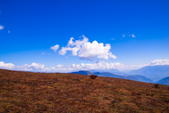 牦牛坪高山牧场