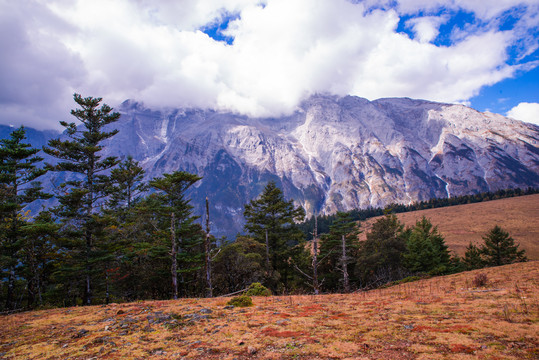 高山草原风光