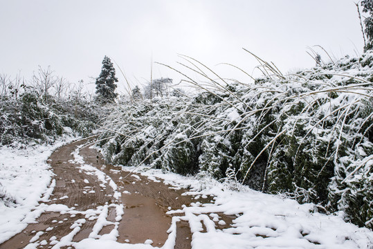 冬季雪景车路竹子