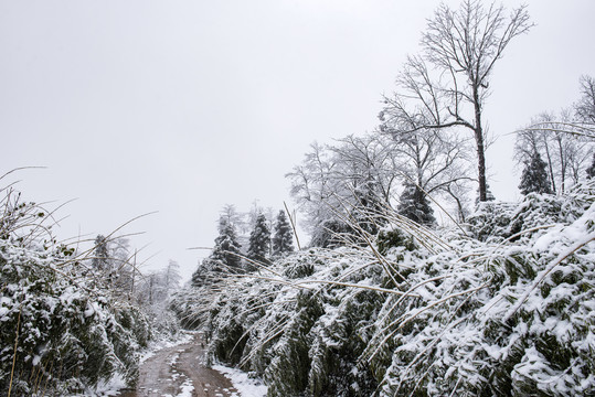 冬季雪景车路竹子