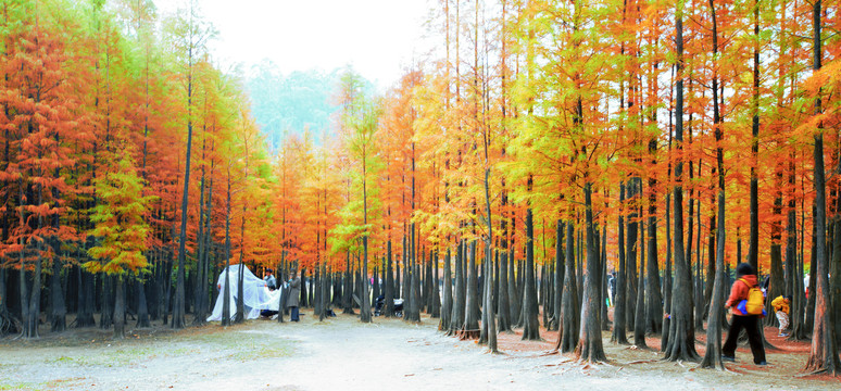 大夫山池杉