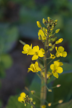 油菜花