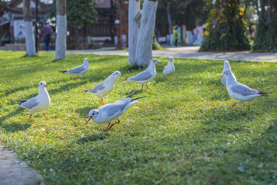 一群在草地上觅食的红嘴鸥