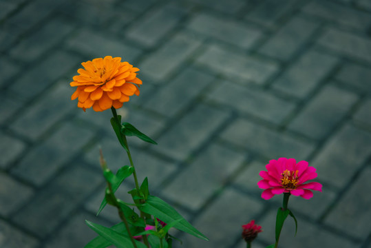 金秋十月武汉园博园菊展上的菊花
