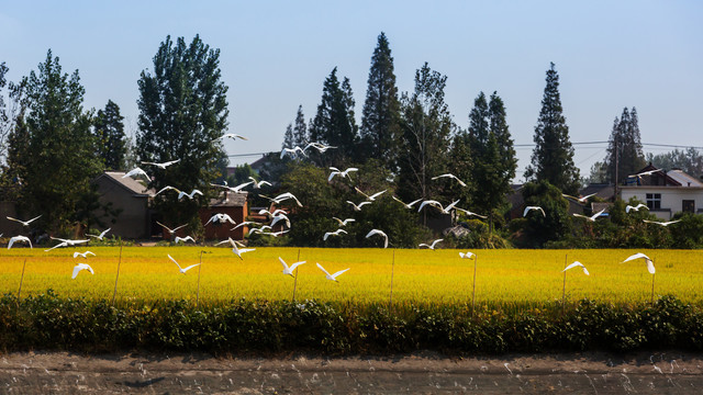 生态乡村