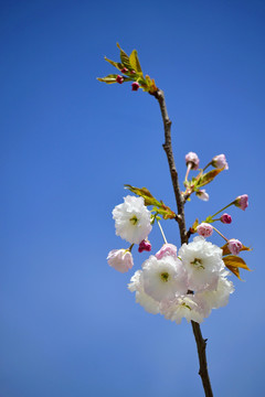 樱花