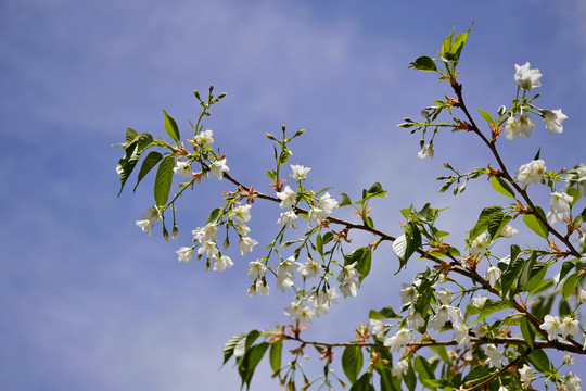 樱花