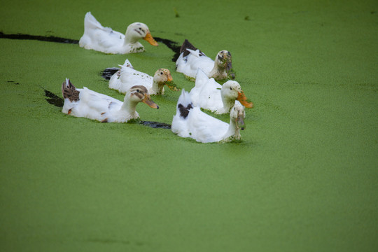 绿水白鸭
