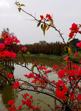 湖畔鲜花