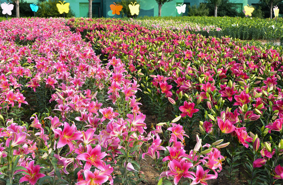 百合花背景墙