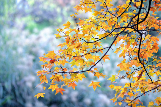 秋天枫树黄叶