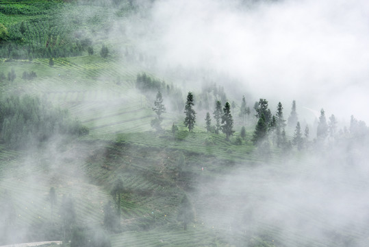 茶园1树林1雾景