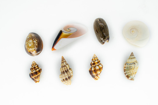 各种海螺