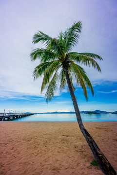 海滩椰树