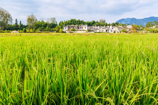 屏山田园风光