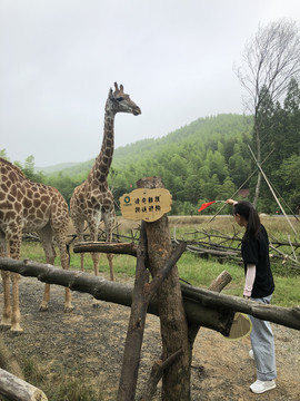 杭州风景长颈鹿