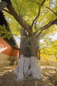 大觉寺