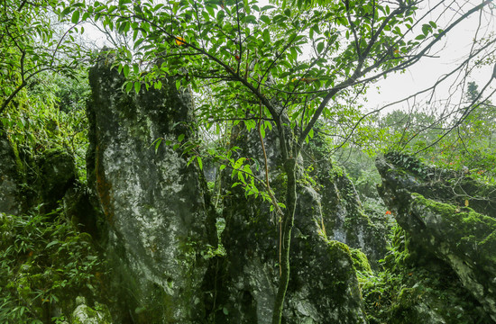 奇峰怪石山绿