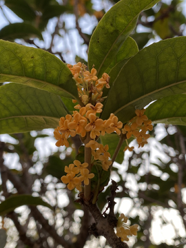 金桂花