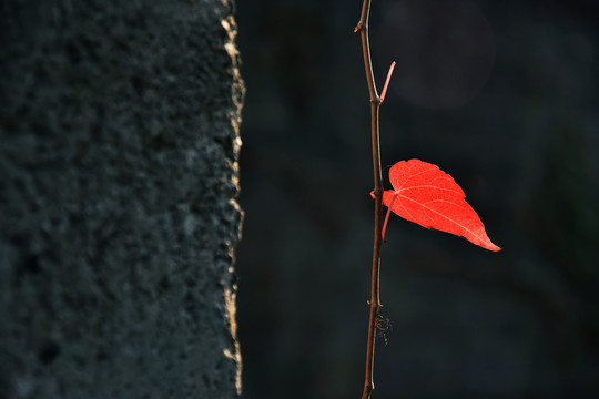 爬山虎红叶