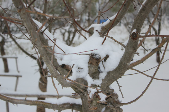 雪景