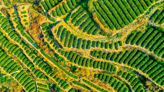 崂山茶园梯田