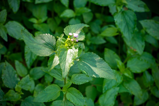 野草野花