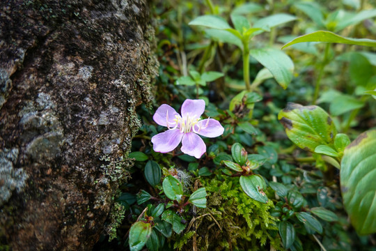 小野花